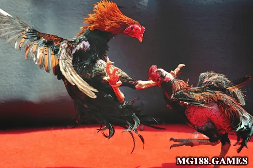 Đá gà thomo tại Mg188, hình thức cá cược trực tuyến được yêu thích hiện nay